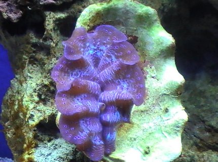 corals inverts - tridacna crocea - crocea clam stocking in 55 gallons tank - My Clam corals inverts - tridacna crocea - crocea clam stocking in 55 gallons tank - My Clam