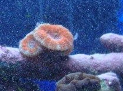 corals inverts - acanthastrea echinata - acan brain coral stocking in 30 gallons tank - acan and clam corals inverts - acanthastrea echinata - acan brain coral stocking in 30 gallons tank - acan and clam