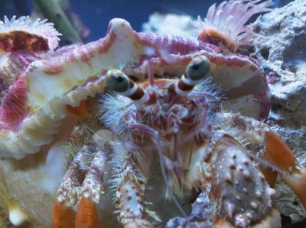 corals inverts - dardanus calidus - hermit crab stocking in 34 gallons tank - this is my sump boss corals inverts - dardanus calidus - hermit crab stocking in 34 gallons tank - this is my sump boss
