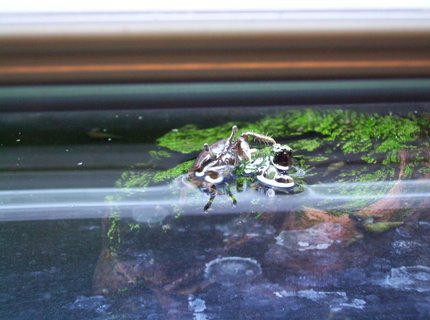 corals inverts - dardanus calidus - hermit crab stocking in 55 gallons tank - Crab Surfacing corals inverts - dardanus calidus - hermit crab stocking in 55 gallons tank - Crab Surfacing
