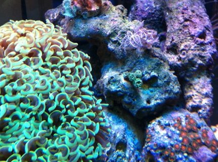 corals inverts - euphyllia ancora - hammer / anchor coral stocking in 56 gallons tank - Misc. corals inverts - euphyllia ancora - hammer / anchor coral stocking in 56 gallons tank - Misc.