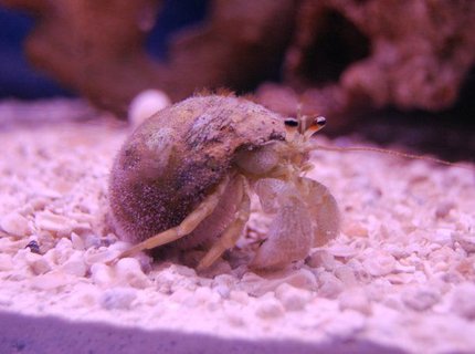corals inverts - dardanus calidus - hermit crab stocking in 55 gallons tank - I don't exactly know what kind of hermit crab this is yet. I'm guessing an Albino White Hermit Crab. idk. corals inverts - dardanus calidus - hermit crab stocking in 55 gallons tank - I don't exactly know what kind of hermit crab this is yet. I'm guessing an Albino White Hermit Crab. idk.