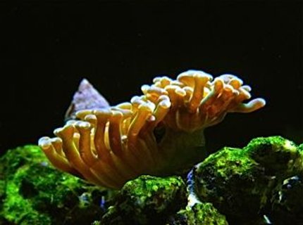 corals inverts - euphyllia ancora - hammer coral stocking in 75 gallons tank - My Hammerhead coral frag after I just turned the light on! corals inverts - euphyllia ancora - hammer coral stocking in 75 gallons tank - My Hammerhead coral frag after I just turned the light on!