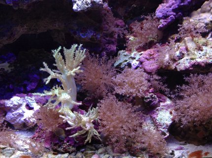 corals inverts - seriatopora hystrix - birdsnest coral stocking in 55 gallons tank - Corals corals inverts - seriatopora hystrix - birdsnest coral stocking in 55 gallons tank - Corals