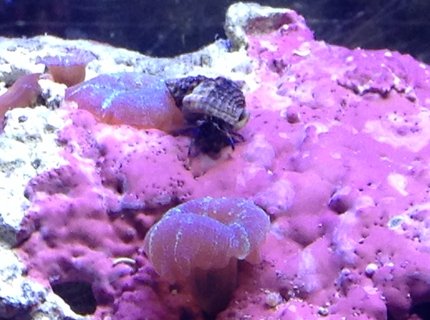 corals inverts - calcinus laevimanus - dwarf zebra hermit crab stocking in 55 gallons tank - Crab corals inverts - calcinus laevimanus - dwarf zebra hermit crab stocking in 55 gallons tank - Crab