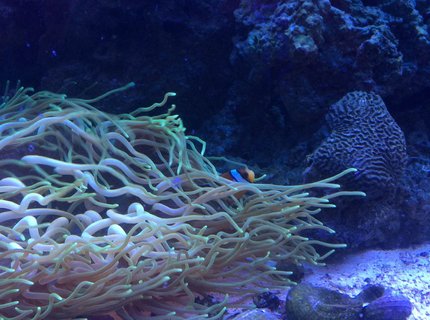 corals inverts - macrodactyla doreensis - long tentacle anemone stocking in 75 gallons tank - Salt tank after 6 mo
Long tentacle anemone corals inverts - macrodactyla doreensis - long tentacle anemone stocking in 75 gallons tank - Salt tank after 6 mo
Long tentacle anemone