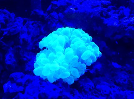 corals inverts stocking in 50 gallons tank - New bubble coral corals inverts stocking in 50 gallons tank - New bubble coral
