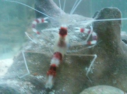 corals inverts stocking in 40 gallons tank - Coral banded shrimp corals inverts stocking in 40 gallons tank - Coral banded shrimp