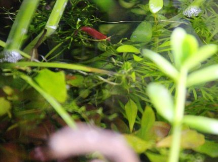 corals inverts stocking in 15 gallons tank - shrimp corals inverts stocking in 15 gallons tank - shrimp