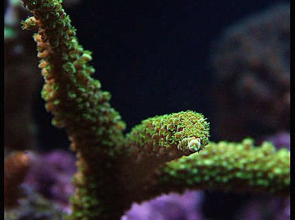 corals inverts - acropora abrolhosensis - fuzzy green tip staghorn stocking in 125 gallons tank - Acropora corals inverts - acropora abrolhosensis - fuzzy green tip staghorn stocking in 125 gallons tank - Acropora