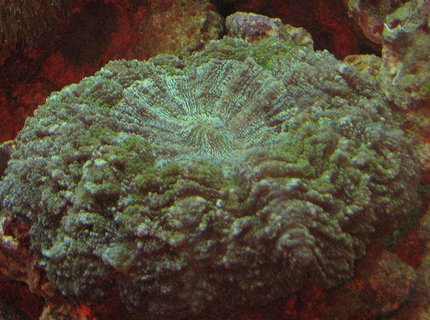 corals inverts - scolymia wellsi - artichoke coral stocking in 110 gallons tank - Artichoke Coral corals inverts - scolymia wellsi - artichoke coral stocking in 110 gallons tank - Artichoke Coral