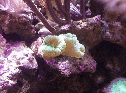 corals inverts - caulastrea curvata - trumpet coral stocking in 20 gallons tank - GREEN TRUMPET CORAL, BLASTOMUSSA, PURPLE BLADE GORGONIAN corals inverts - caulastrea curvata - trumpet coral stocking in 20 gallons tank - GREEN TRUMPET CORAL, BLASTOMUSSA, PURPLE BLADE GORGONIAN