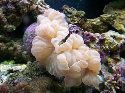 corals inverts - nemanzophyllia turbida - fox coral stocking in 55 gallons tank - My Fox Coral corals inverts - nemanzophyllia turbida - fox coral stocking in 55 gallons tank - My Fox Coral