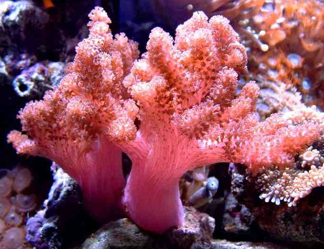 corals inverts - cladiella sp. - cauliflower colt coral - First Tank 55g f/o well set out that way but starting to dabble. Cleaner crew was next step then......
New pics of tank now updated. Check out my web site!!! corals inverts - cladiella sp. - cauliflower colt coral - First Tank 55g f/o well set out that way but starting to dabble. Cleaner crew was next step then......
New pics of tank now updated. Check out my web site!!!