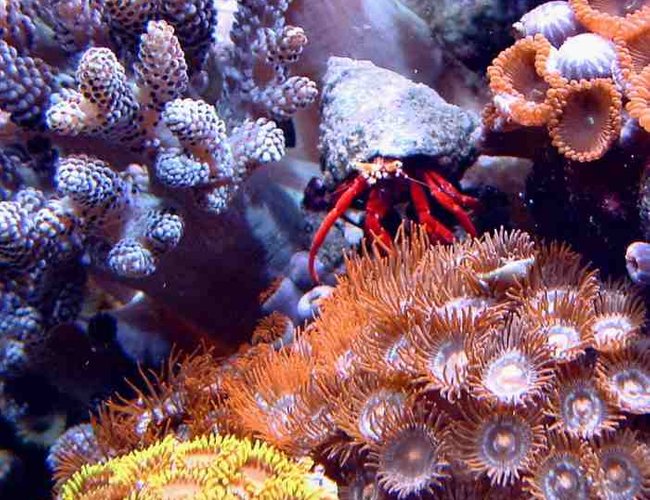 corals inverts - zoanthus sp. - spiderman zoos - First Tank 55g f/o well set out that way but starting to dabble. Cleaner crew was next step then......
New pics of tank now updated. Check out my web site!!! corals inverts - zoanthus sp. - spiderman zoos - First Tank 55g f/o well set out that way but starting to dabble. Cleaner crew was next step then......
New pics of tank now updated. Check out my web site!!!