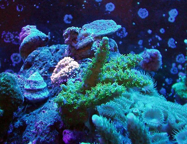 corals inverts - pocillopora damicornis - green pocillopora damicornis - 55gal All Glass-
Dual 175W Ushio 10k MH
110W PC Actinics
Dual 10gal sumps/fuges
ETSS Super Reef Devil
Mag 18 Pump
RioSeio Powerhead corals inverts - pocillopora damicornis - green pocillopora damicornis - 55gal All Glass-
Dual 175W Ushio 10k MH
110W PC Actinics
Dual 10gal sumps/fuges
ETSS Super Reef Devil
Mag 18 Pump
RioSeio Powerhead