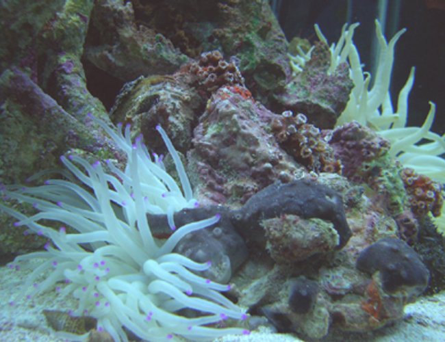 corals inverts - condylactis gigantea - condy anemone - I''ve been doing salt water tanks for about 15 years.. After a 5 year hiatus due to moving, I have started my new tank.. it's a 90 gallon hex with high output flouresent lighting, undergravel and wet/dry filtration., and protien skimmer.Currently the tank has Florida gulf aquacultured liverock, turbo snails, small hermit crabs, a small black sea cucumber, and 3 peppermint shrimp. I'm building the reef slowly to ensure it's stable and I intend to add a few small reef fish and corals as time goes by. corals inverts - condylactis gigantea - condy anemone - I''ve been doing salt water tanks for about 15 years.. After a 5 year hiatus due to moving, I have started my new tank.. it's a 90 gallon hex with high output flouresent lighting, undergravel and wet/dry filtration., and protien skimmer.Currently the tank has Florida gulf aquacultured liverock, turbo snails, small hermit crabs, a small black sea cucumber, and 3 peppermint shrimp. I'm building the reef slowly to ensure it's stable and I intend to add a few small reef fish and corals as time goes by.