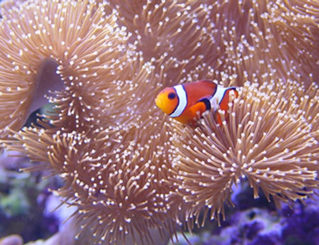 corals inverts - heteractis magnifica - ritteri anemone corals inverts - heteractis magnifica - ritteri anemone