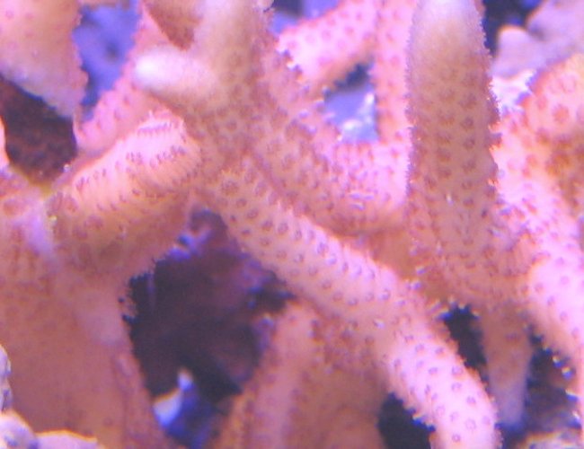 corals inverts - montipora digitata - indigo digitata coral - 55 Gallon Reef Tank corals inverts - montipora digitata - indigo digitata coral - 55 Gallon Reef Tank