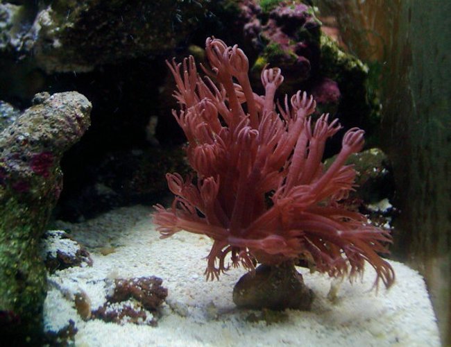 corals inverts - xenia elongata - silver branch pumping xenia stocking in 55 gallons tank - Xenia corals inverts - xenia elongata - silver branch pumping xenia stocking in 55 gallons tank - Xenia