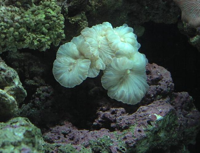 corals inverts - nemanzophyllia turbida - fox coral stocking in 125 gallons tank - Fox coral corals inverts - nemanzophyllia turbida - fox coral stocking in 125 gallons tank - Fox coral