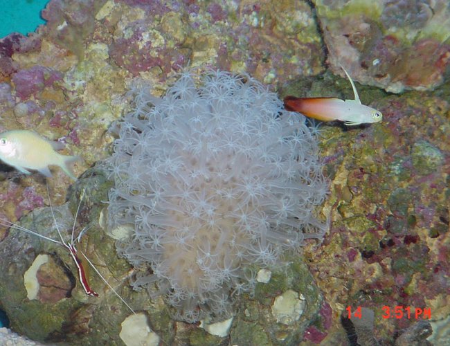 corals inverts - lysmata amboinensis - scarlet skunk cleaner shrimp corals inverts - lysmata amboinensis - scarlet skunk cleaner shrimp