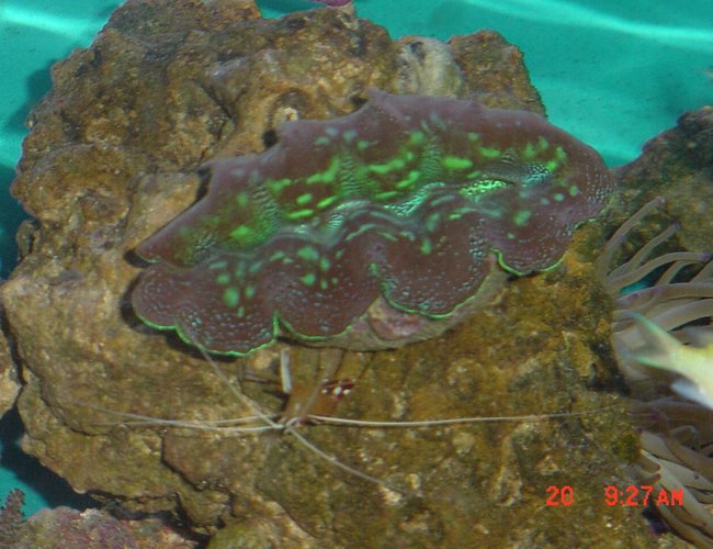 corals inverts - tridacna sp. - tridacna clam corals inverts - tridacna sp. - tridacna clam