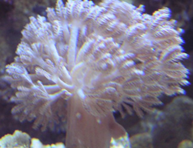 corals inverts - xenia sp. - white pom pom xenia stocking in 55 gallons tank - Coral corals inverts - xenia sp. - white pom pom xenia stocking in 55 gallons tank - Coral