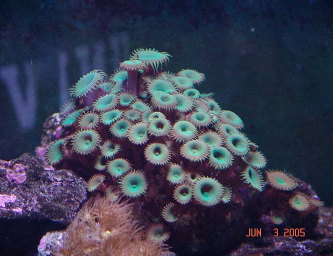 corals inverts - protopalythoa sp. - button polyp stocking in 40 gallons tank - button polyps corals inverts - protopalythoa sp. - button polyp stocking in 40 gallons tank - button polyps