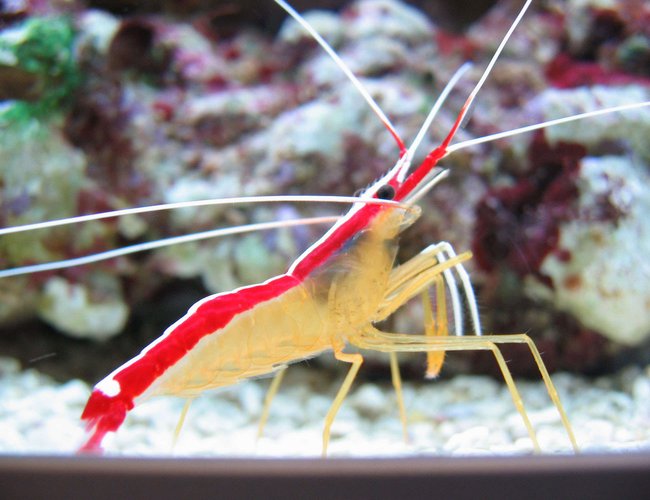 corals inverts - lysmata amboinensis - scarlet skunk cleaner shrimp stocking in 100 gallons tank - Lysmata amboinensis corals inverts - lysmata amboinensis - scarlet skunk cleaner shrimp stocking in 100 gallons tank - Lysmata amboinensis