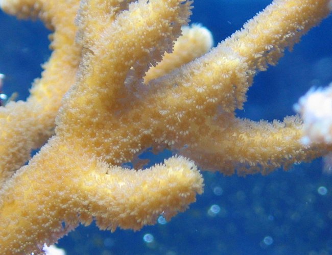 corals inverts - montipora digitata - montipora digitata, peach with white polyps stocking in 100 gallons tank - Montipora digitata corals inverts - montipora digitata - montipora digitata, peach with white polyps stocking in 100 gallons tank - Montipora digitata