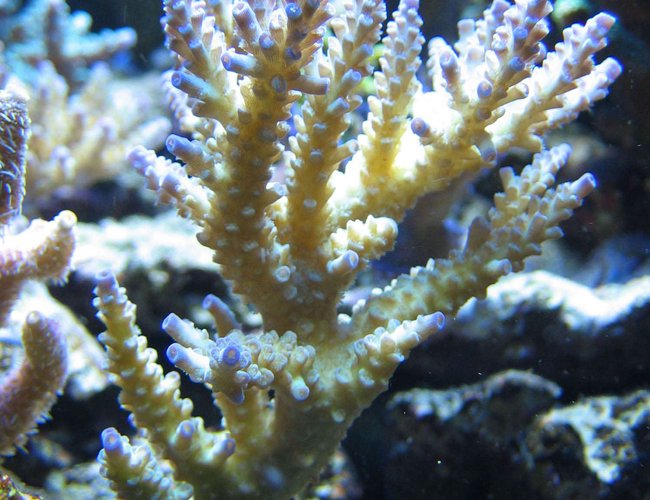 corals inverts - acropora tenuis - fireside acropora coral stocking in 100 gallons tank - Acropora Tenuis
Thanks to that user that gives 1 to all my photos ;-) corals inverts - acropora tenuis - fireside acropora coral stocking in 100 gallons tank - Acropora Tenuis
Thanks to that user that gives 1 to all my photos ;-)