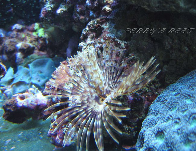 corals inverts - sabellastarte sp. - feather duster stocking in 100 gallons tank - Sabella Spallanzanii corals inverts - sabellastarte sp. - feather duster stocking in 100 gallons tank - Sabella Spallanzanii