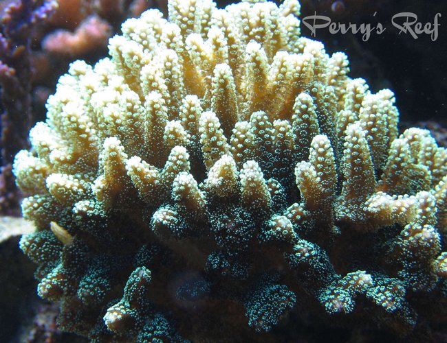corals inverts - seriatopora caliendrum - needle coral stocking in 100 gallons tank - Seriatopora Caliendrum corals inverts - seriatopora caliendrum - needle coral stocking in 100 gallons tank - Seriatopora Caliendrum