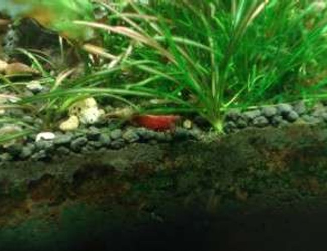 corals inverts - lysmata wurdemanni - peppermint shrimp stocking in 180 gallons tank - my shrimps corals inverts - lysmata wurdemanni - peppermint shrimp stocking in 180 gallons tank - my shrimps