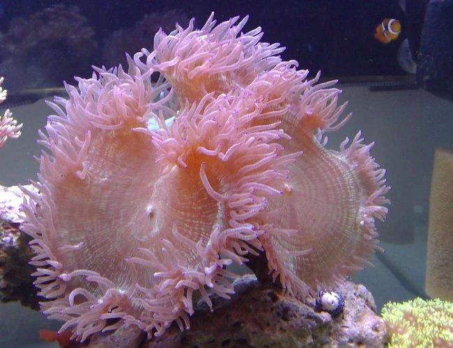 corals inverts - catalaphyllia jardinei - elegance coral stocking in 55 gallons tank - elegance coral corals inverts - catalaphyllia jardinei - elegance coral stocking in 55 gallons tank - elegance coral