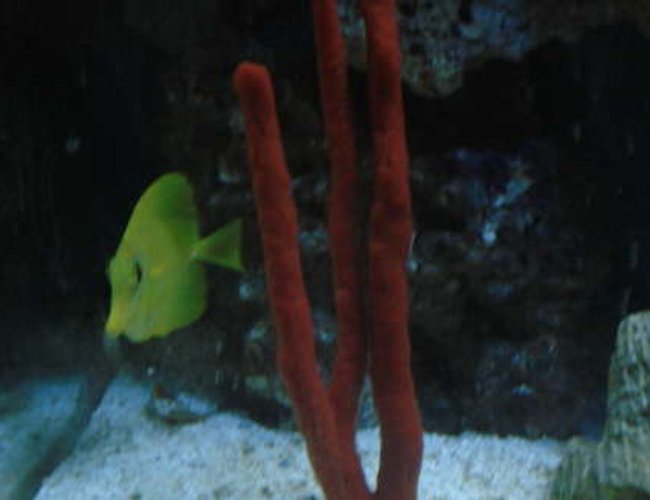 corals inverts - ptilocaulis sp. - tree sponge stocking in 65 gallons tank - Yellow Tang and Red Sponge corals inverts - ptilocaulis sp. - tree sponge stocking in 65 gallons tank - Yellow Tang and Red Sponge