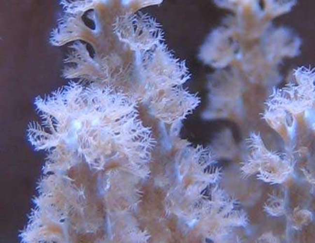 corals inverts - sinularia sp. stocking in 65 gallons tank - Sinularia Coral Close Up corals inverts - sinularia sp. stocking in 65 gallons tank - Sinularia Coral Close Up