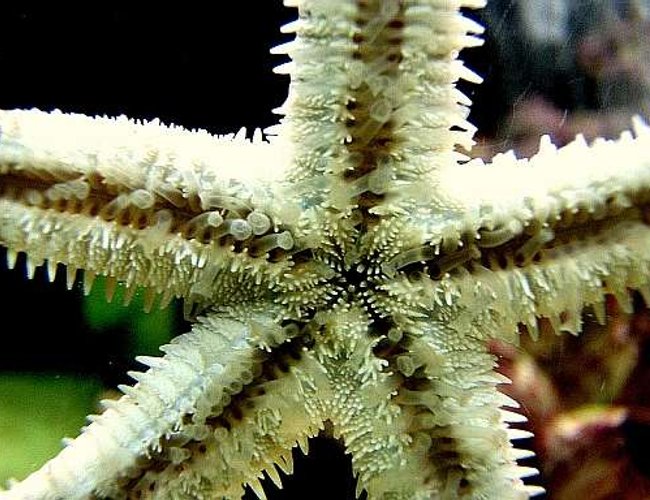 corals inverts - astropecten polycanthus - sand sifting sea star stocking in 80 gallons tank - Sandsifter seastar without sand corals inverts - astropecten polycanthus - sand sifting sea star stocking in 80 gallons tank - Sandsifter seastar without sand
