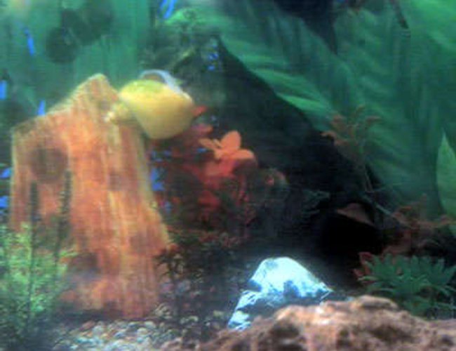 corals inverts - turbo castanea - chestnut turbo snail stocking in 30 gallons tank - One of the cleaners, although this poor fellow himself is having algae on his back..:) corals inverts - turbo castanea - chestnut turbo snail stocking in 30 gallons tank - One of the cleaners, although this poor fellow himself is having algae on his back..:)