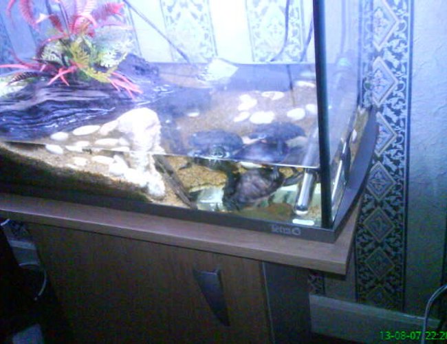 corals inverts - pseudemys rubriventris - red bellied terrapin stocking in 30 gallons tank - my red belly terrapins corals inverts - pseudemys rubriventris - red bellied terrapin stocking in 30 gallons tank - my red belly terrapins
