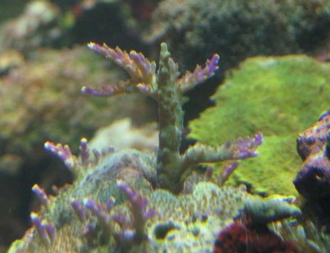 corals inverts - acropora nasuta - green polyp bushy acropora coral stocking in 120 gallons tank - An acro frag growing in nicely. corals inverts - acropora nasuta - green polyp bushy acropora coral stocking in 120 gallons tank - An acro frag growing in nicely.