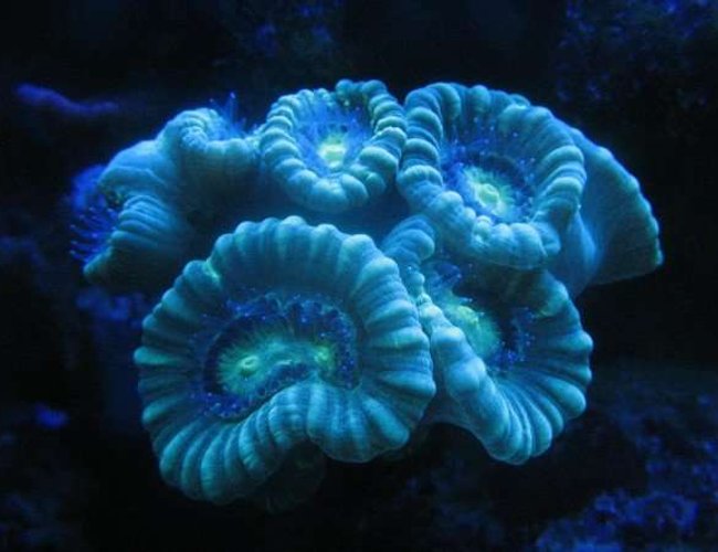 corals inverts - caulastrea furcata - blue spruce caulastrea stocking in 120 gallons tank - Candy cane under actinics. corals inverts - caulastrea furcata - blue spruce caulastrea stocking in 120 gallons tank - Candy cane under actinics.