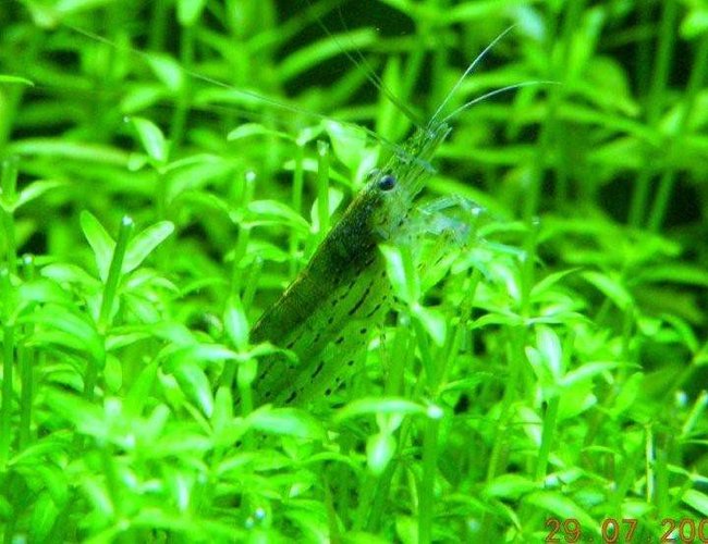 corals inverts - caridina japonica - amano shrimp stocking in 48 gallons tank - amano shrimp feeding. corals inverts - caridina japonica - amano shrimp stocking in 48 gallons tank - amano shrimp feeding.