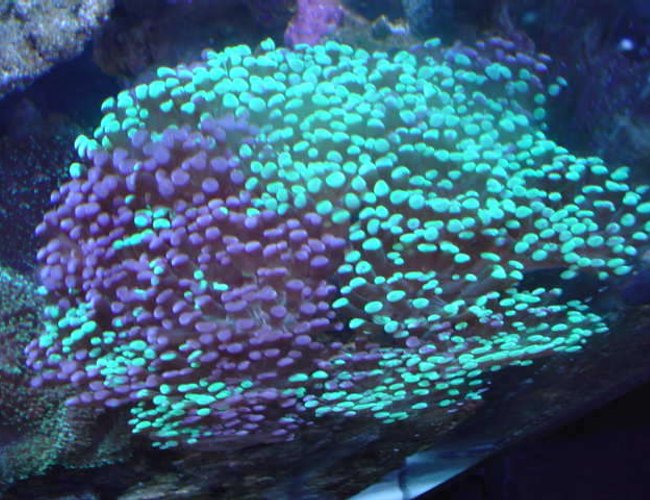 corals inverts - euphyllia ancora - hammer / anchor coral stocking in 110 gallons tank - hammer corals inverts - euphyllia ancora - hammer / anchor coral stocking in 110 gallons tank - hammer