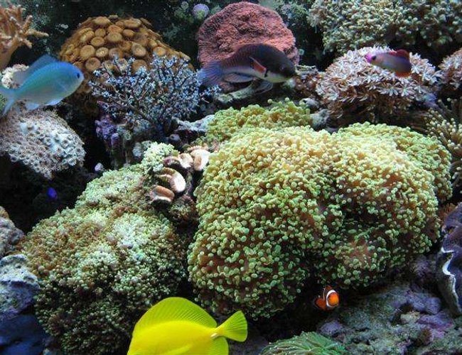 corals inverts - galaxea spp. - tooth coral stocking in 90 gallons tank - Middle portion of tank. corals inverts - galaxea spp. - tooth coral stocking in 90 gallons tank - Middle portion of tank.