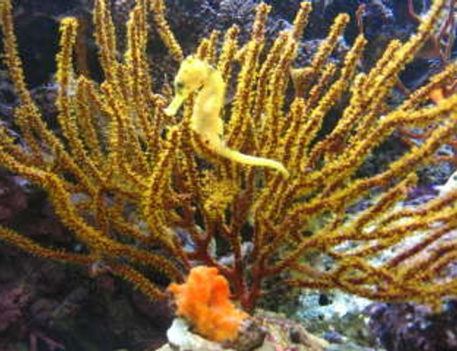 corals inverts - pterogorgia citrina - green lace gorgonian stocking in 125 gallons tank - This is my Yellow Reidi Seahorse in her favorite Gargonian with sponge. corals inverts - pterogorgia citrina - green lace gorgonian stocking in 125 gallons tank - This is my Yellow Reidi Seahorse in her favorite Gargonian with sponge.
