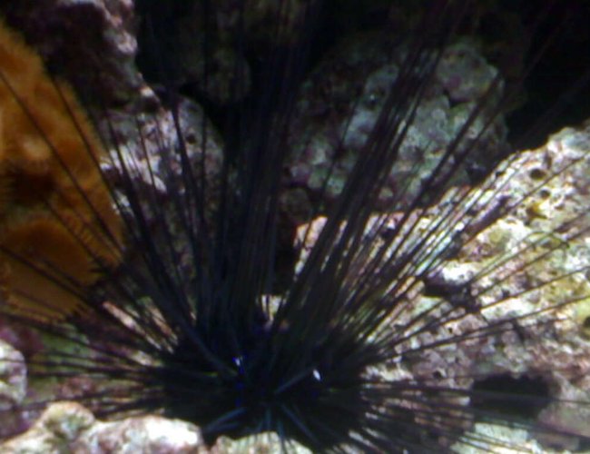 corals inverts - diadema setosum - longspine urchin, black stocking in 132 gallons tank - my aquarium7 corals inverts - diadema setosum - longspine urchin, black stocking in 132 gallons tank - my aquarium7