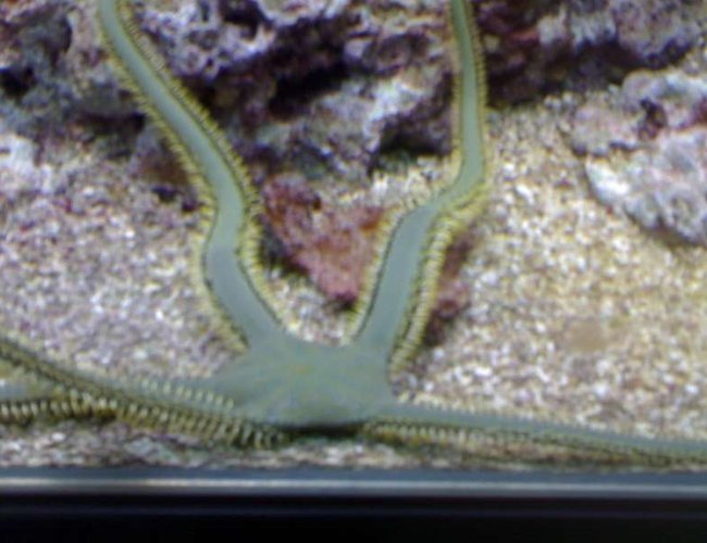 corals inverts - ophiothrix sp. - brittle sea star, fancy yellow stocking in 132 gallons tank - my aquarium19 corals inverts - ophiothrix sp. - brittle sea star, fancy yellow stocking in 132 gallons tank - my aquarium19