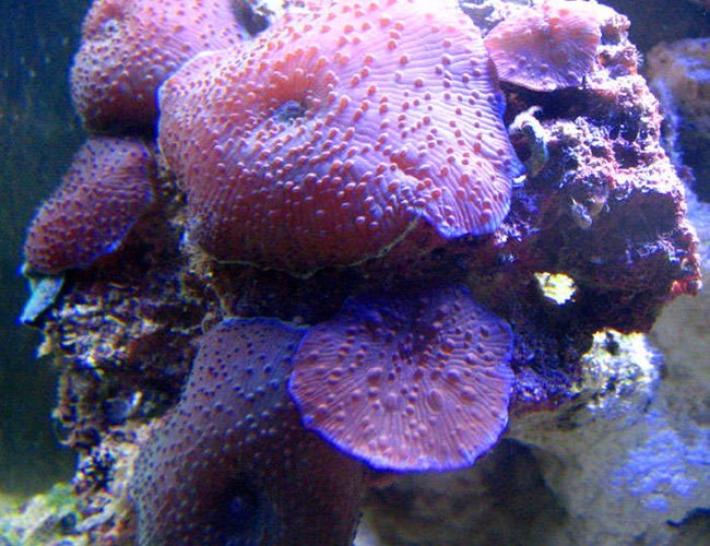 corals inverts - rhodactis inchoata - bullseye mushroom, purple stocking in 200 gallons tank - Mushroom Rock : 2 month nanno tank, 10 gal corals inverts - rhodactis inchoata - bullseye mushroom, purple stocking in 200 gallons tank - Mushroom Rock : 2 month nanno tank, 10 gal